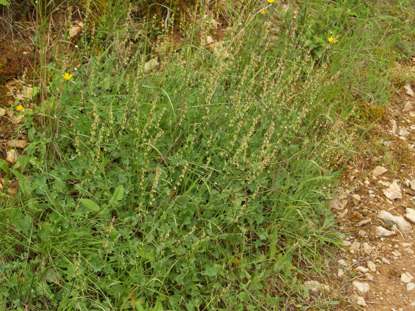Sorrel, Common plant